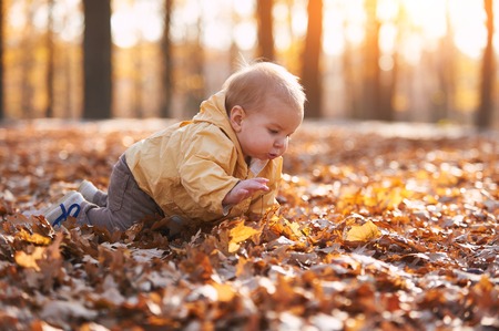 little baby boy crawling among the fallen leaves in the autumn park at sunny dayの写真素材