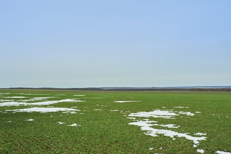 Rural landscape. Green field of winter wheat with snow lanes. Spring in Ukraine.