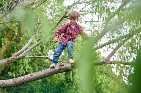 Outdoors portrait of cute preschool boy climbing a tree.の写真素材