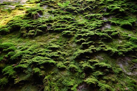 Relief of rock with moss. Cliff natural background. Rock covered with mossの写真素材
