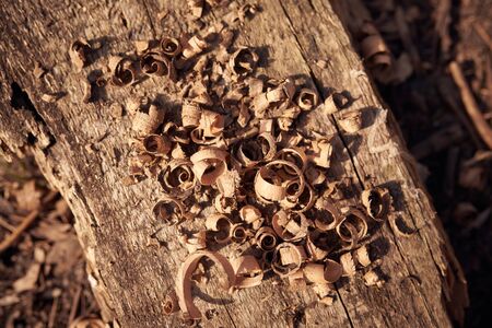 Brown rustic dark wooden texture with wood shavings. Wood craft background.