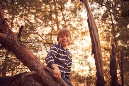 happy boy sitting high up in a pine tree at sunset.の写真素材