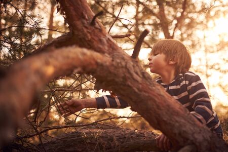 happy boy sitting high up in a pine tree at sunset.の写真素材