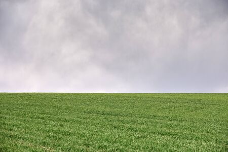 Field with green wheat and blue sky.