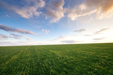 Green meadow and blue sky with clouds at sunset.