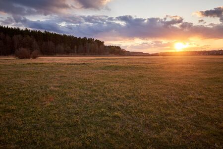 field of spring grass and forest in sunset time.の写真素材