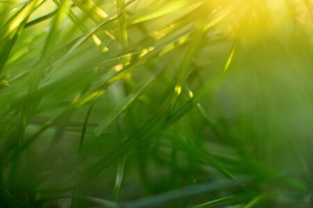 Green meadow in summer sun rays close up.の写真素材
