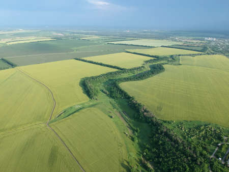 Aerial view of a green rural area. Field of the wheat. Drone photo.