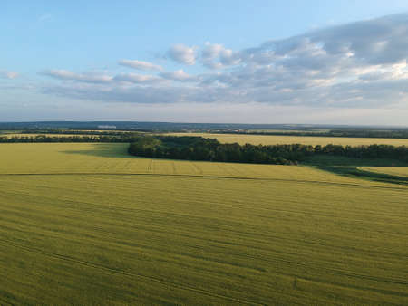 Aerial view of a green rural area. Field of the wheat. Drone photo.の写真素材
