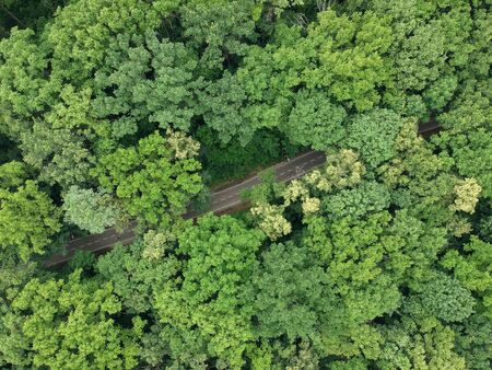 Road through the green forest.の写真素材