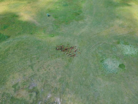 Aerial view of heard of cattle on the green pasture at summer day