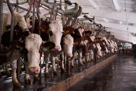 cows in a farm. Dairy cows in a farm. no people.のeditorial素材