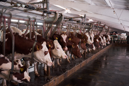 cows in a farm. Dairy cows in a farm. no people.のeditorial素材