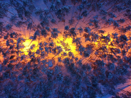 Aerial view of snowy pine trees and street lights at night. Nobody.の写真素材