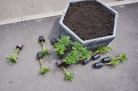 pots with seedlings lie near a flower bed with soil ready for planting.