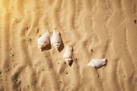 Seashells on sand. Sea summer vacation background.