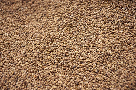 background of organic dried hemp seeds.の写真素材
