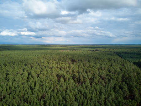 aerial photo of pine forest, birds eye view of green spruce trees in summer at susnset