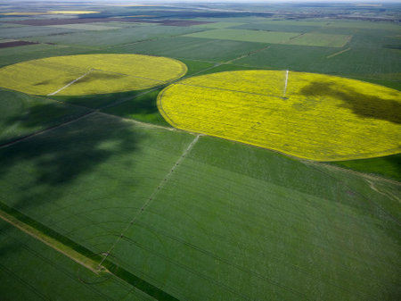 Center pivot irrigation system on a yellow rapeseed field aerial drone view