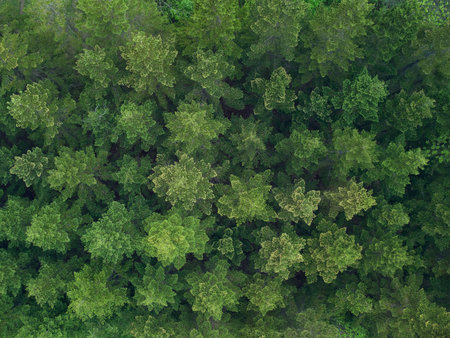 texture of green fir trees aerial drone view