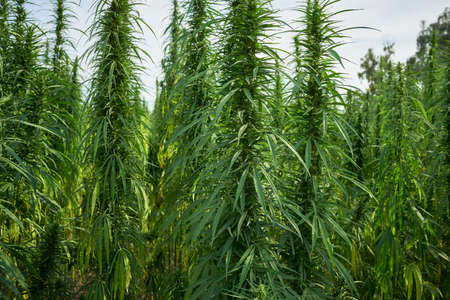 marijuana leaves cannabis plants close up in the farm backgroundの写真素材
