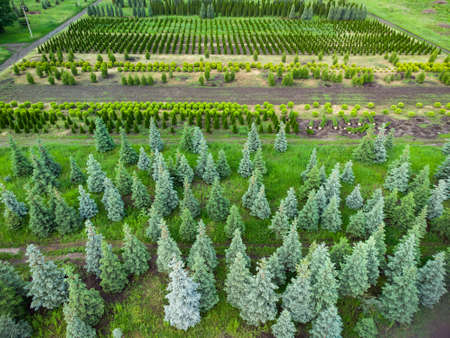 aerial view of a tree plantation for landscapingの写真素材