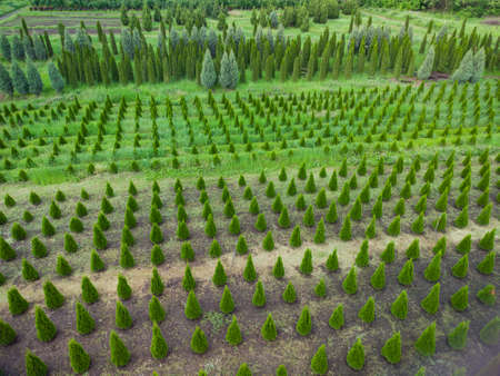 aerial view of a tree plantation for landscapingの写真素材