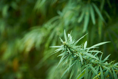 marijuana leaves cannabis plants close up in the farm backgroundの写真素材