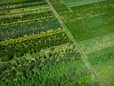aerial view of a tree plantation for landscapingの写真素材
