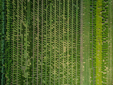 aerial view of a tree plantation for landscaping