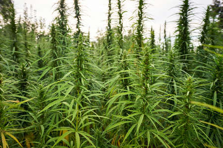 marijuana leaves cannabis plants close up in the farm backgroundの写真素材