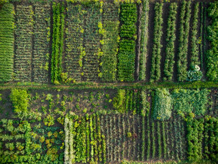 Green vegetable garden, aerial top down viewの写真素材