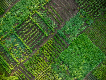 Green vegetable garden, aerial top down viewの写真素材
