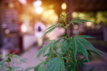 marijuana cannabis leaf on a blurred background of a city cafe at sunny dayの写真素材