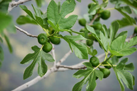 Fig growing on tree in the sunset