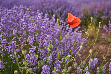 Lavender fields and red poppy at the summer day, natural colorsの写真素材