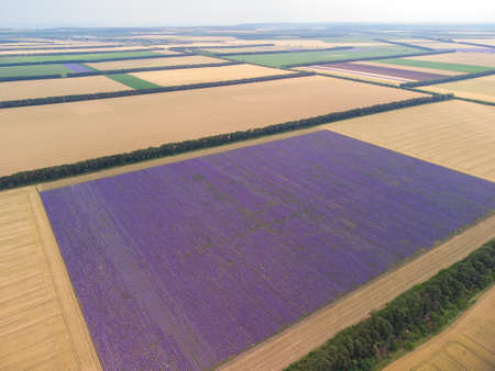 Aerial view of lavender field at summer dayの写真素材