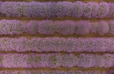 Aerial view of lavender field at summer dayの写真素材