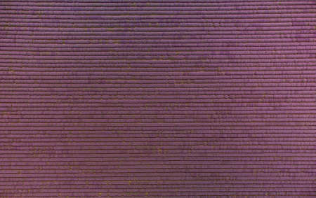 Aerial view of lavender field at summer dayの写真素材