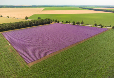 Aerial view of lavender field at summer dayの写真素材