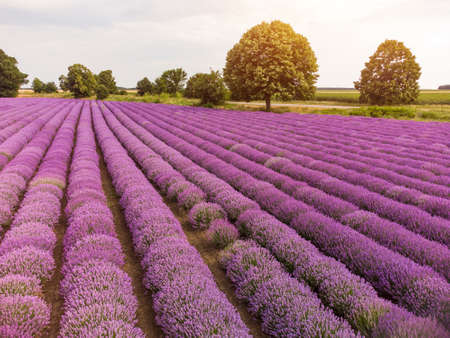 Lavender fields at the summer day, natural colorの写真素材
