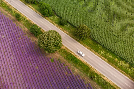 Aerial view of lavender field at summer dayの写真素材