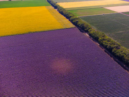 aerial view of sunflowers with lavender fields at sunset