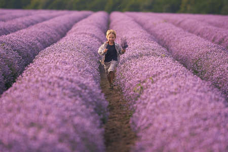 Boy in lavender summer field at sunsetの写真素材