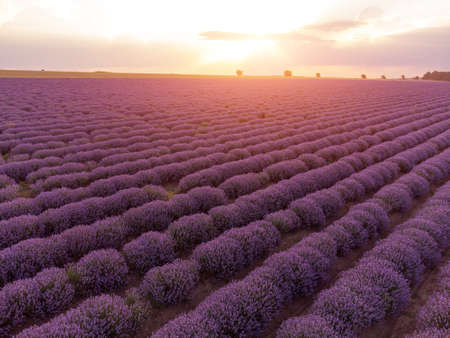 aerial view of lavender fields at sunset at summer day, natural colorの写真素材
