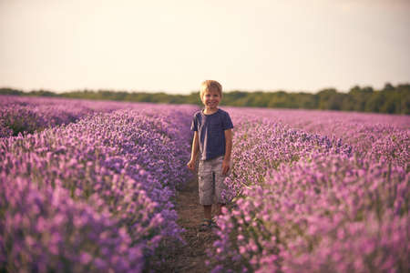 Boy in lavender summer field at sunsetの写真素材