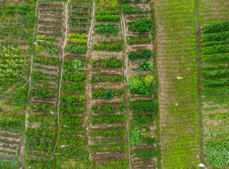 Green vegetable garden, aerial view, no peopleの写真素材