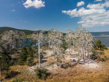 Colony of cormorants on a dead pine trees. Batak lake, Bulgariaの写真素材