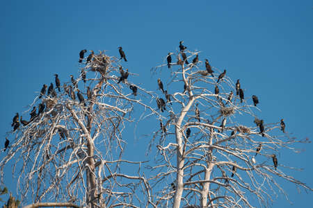 Colony of cormorants on a dead pine trees. Batak lake, Bulgariaの写真素材