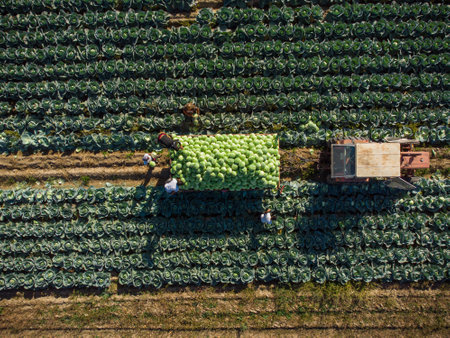 Aerial top down view of tractor and trailer of cabbage in field, Bulgariaの写真素材